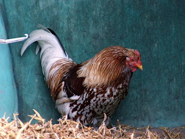 Old Man Henry and the chook house race wars