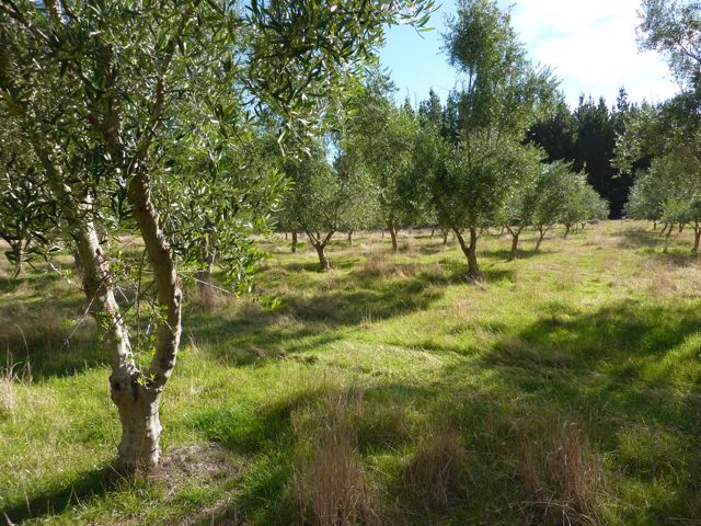 Author photos in the olive grove