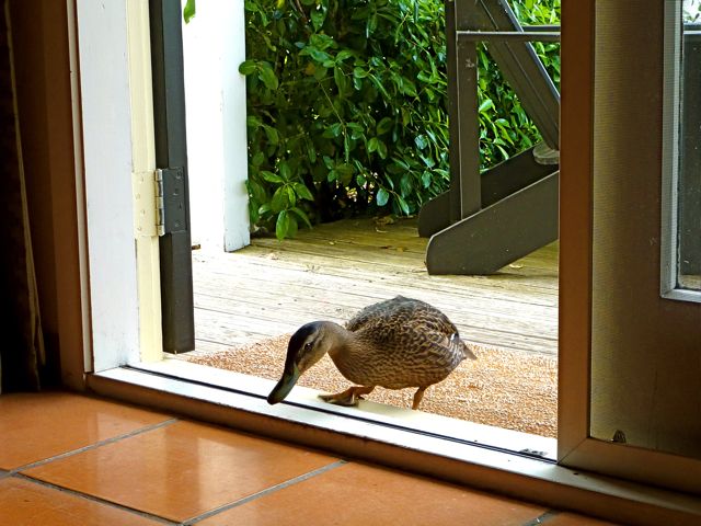 The duck who came to dinner